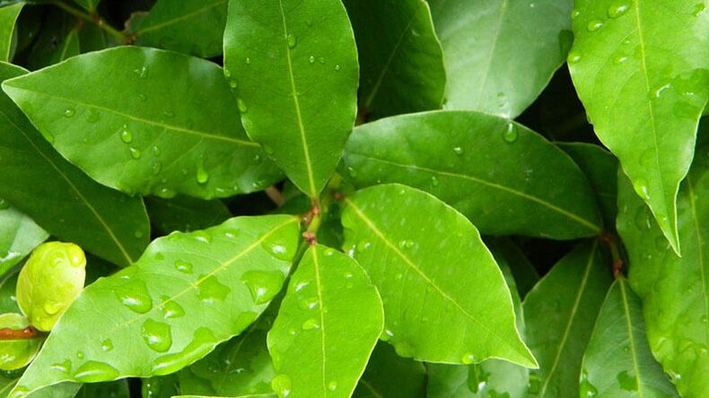 Bay leaf, mahalaga para sa paggamit sa diabetes mellitus
